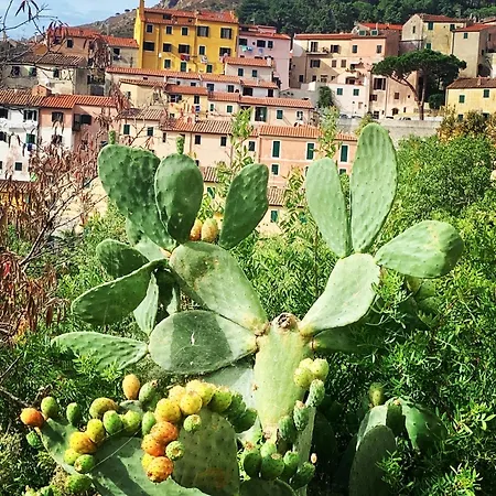 Il Polpo Blu