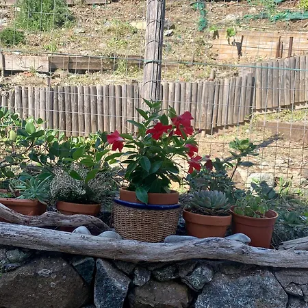 Il Polpo Blu